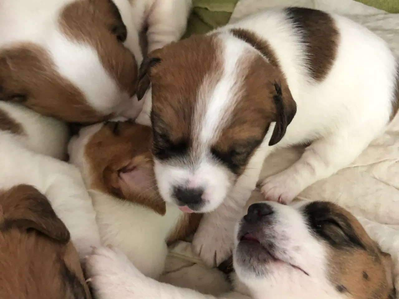 Billede 11 - Jack Russell Terrier