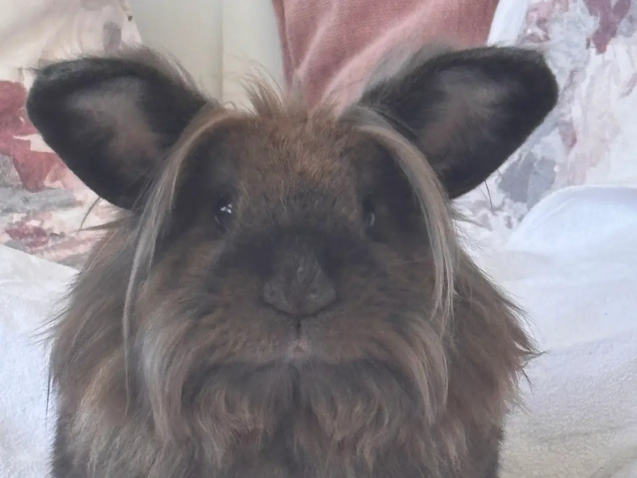 Billede 4 - Kælne inde kaniner søger nyt hjem