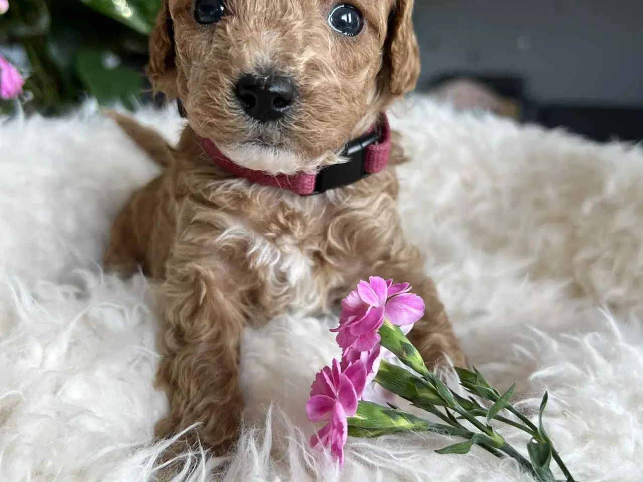 Billede 6 - Maltipoo tæve 