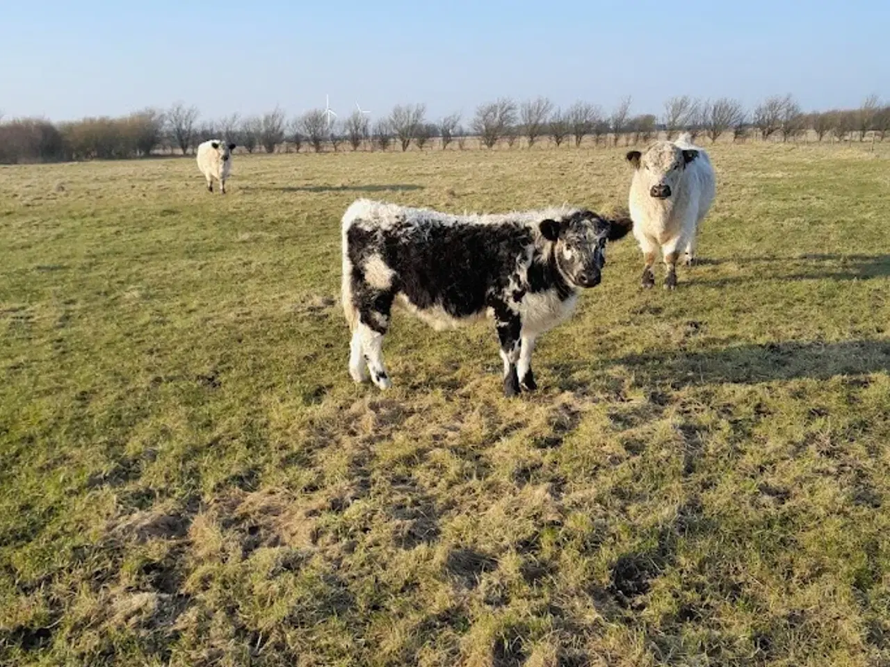 Billede 1 - Rolig galloway kvie med pudsige aftegninger