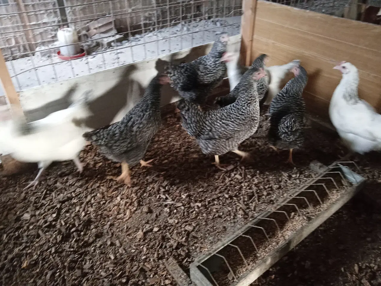 Billede 2 - Høns