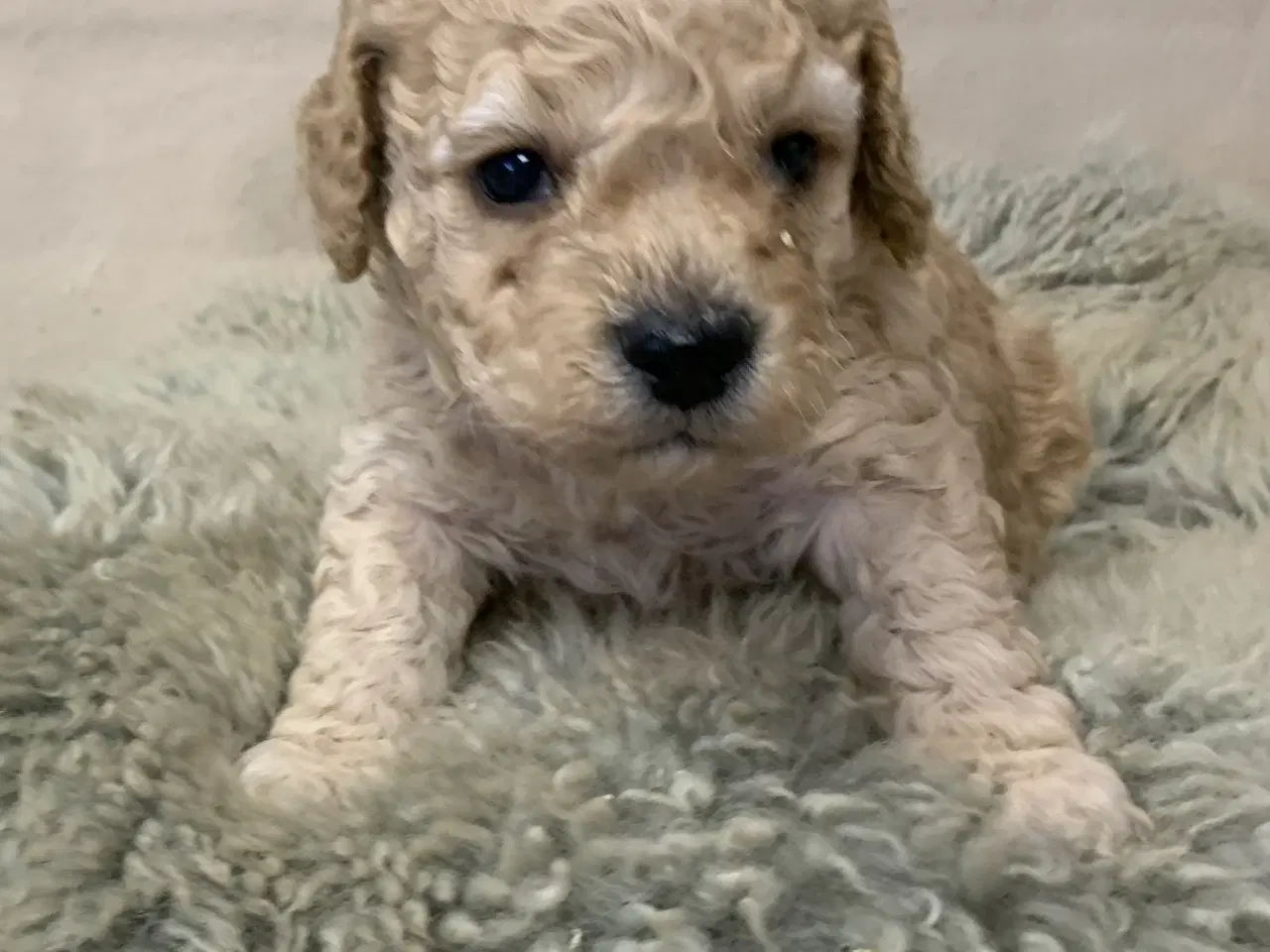 Billede 6 - Amerikanske Cockerpoo babyer 