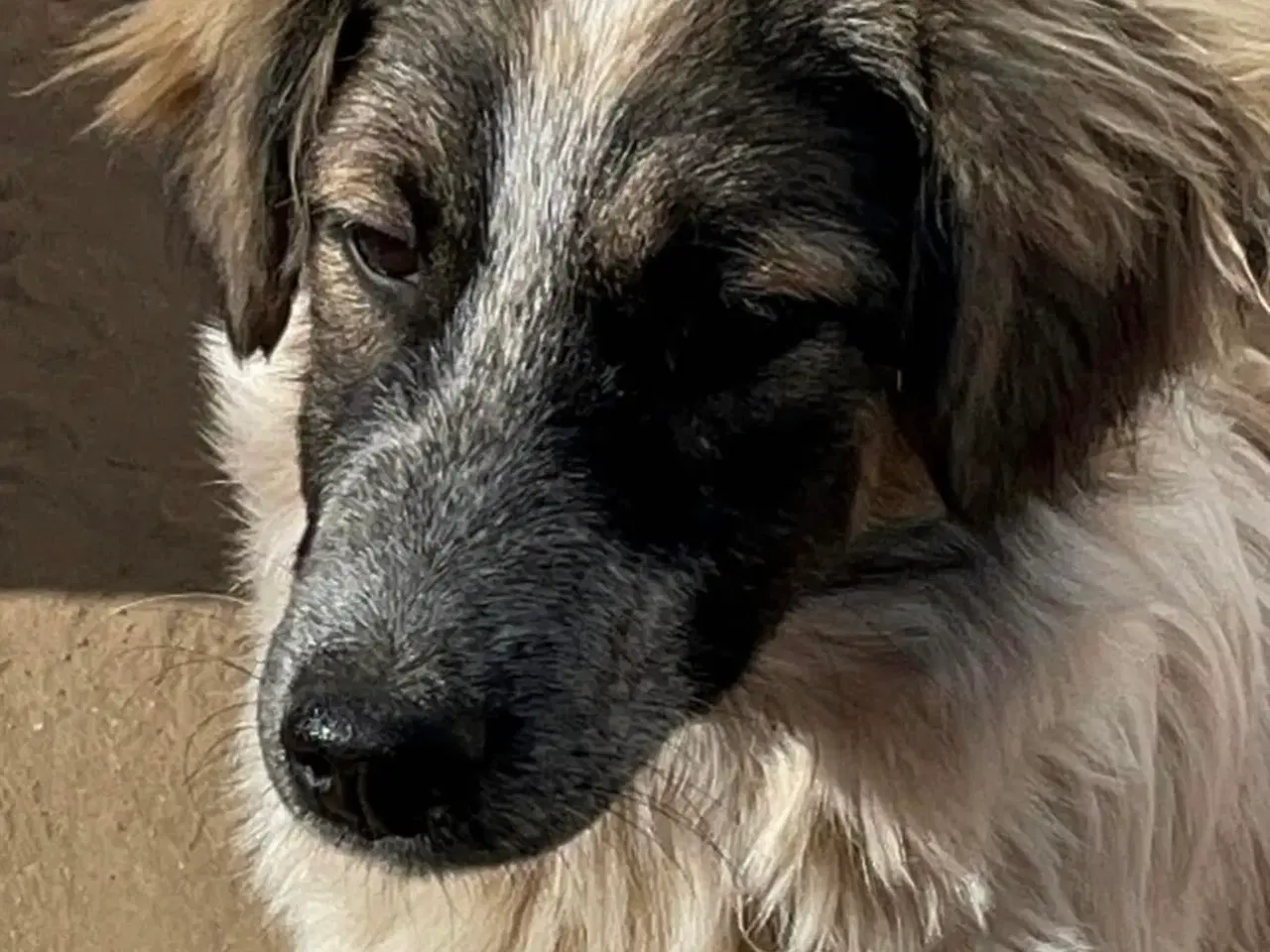 Billede 10 - Smukkeste Pepper søger familie 😍