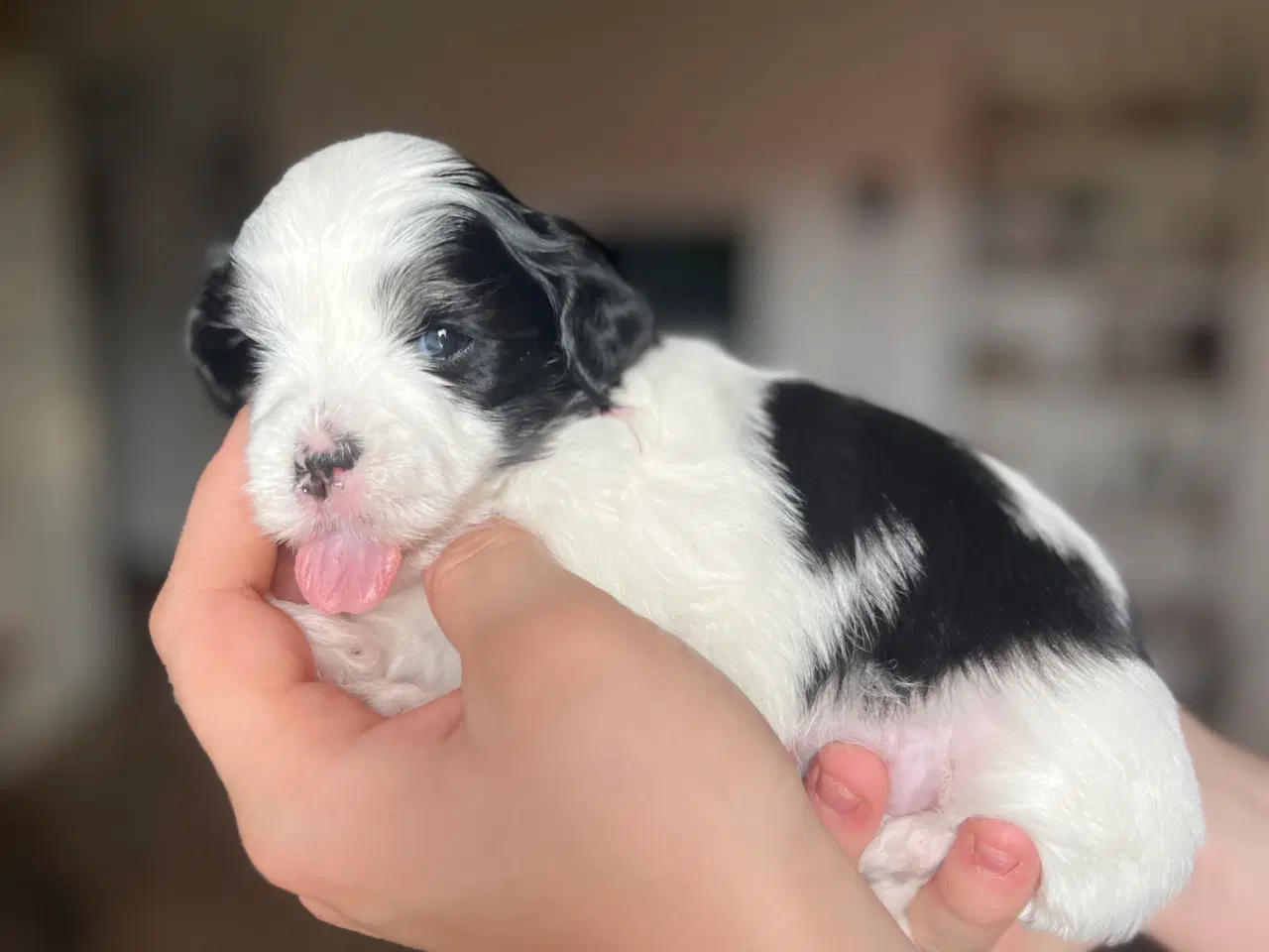 Billede 15 - Bichon Havanais