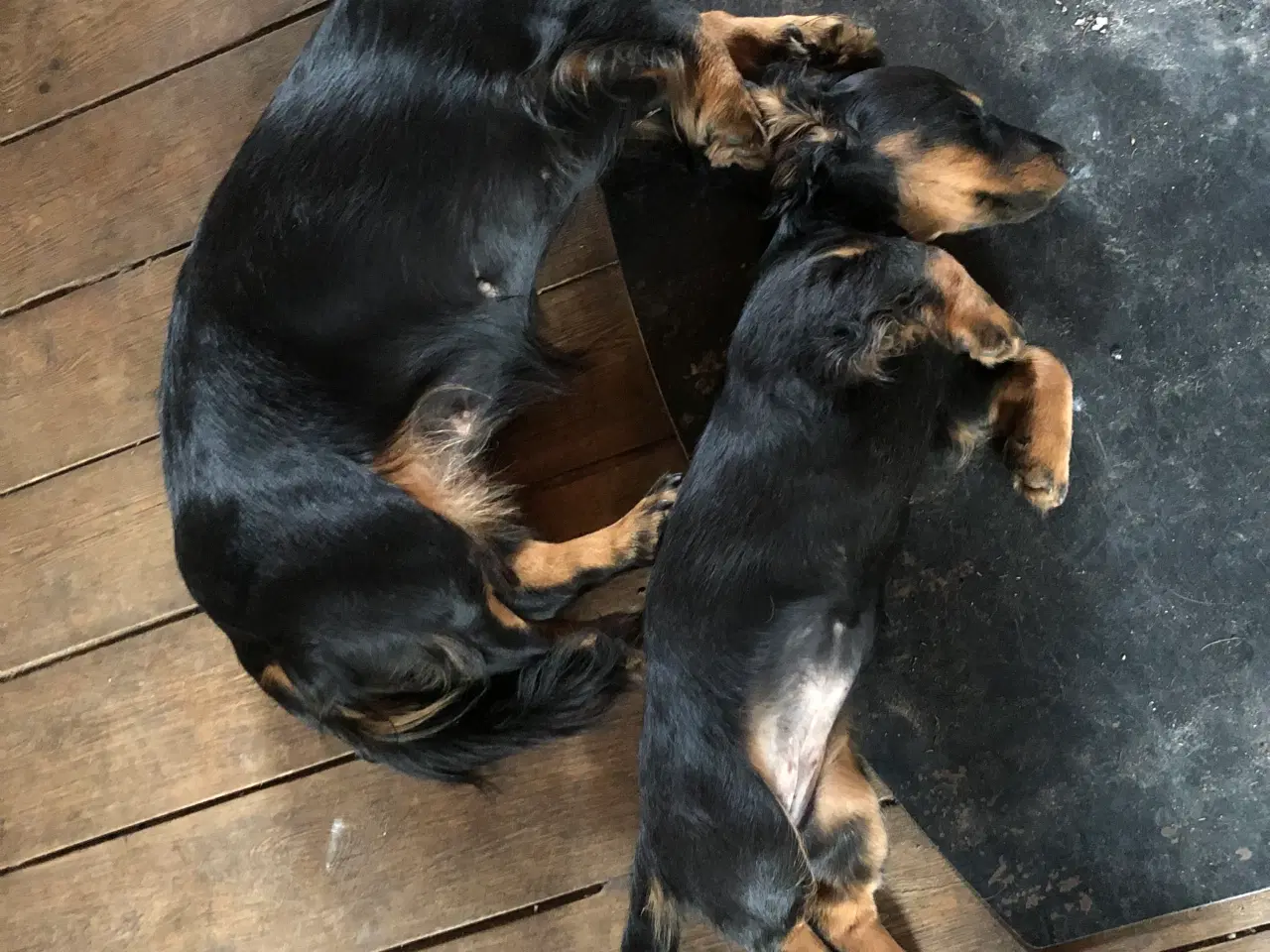 Billede 4 - Langhåret gravhund