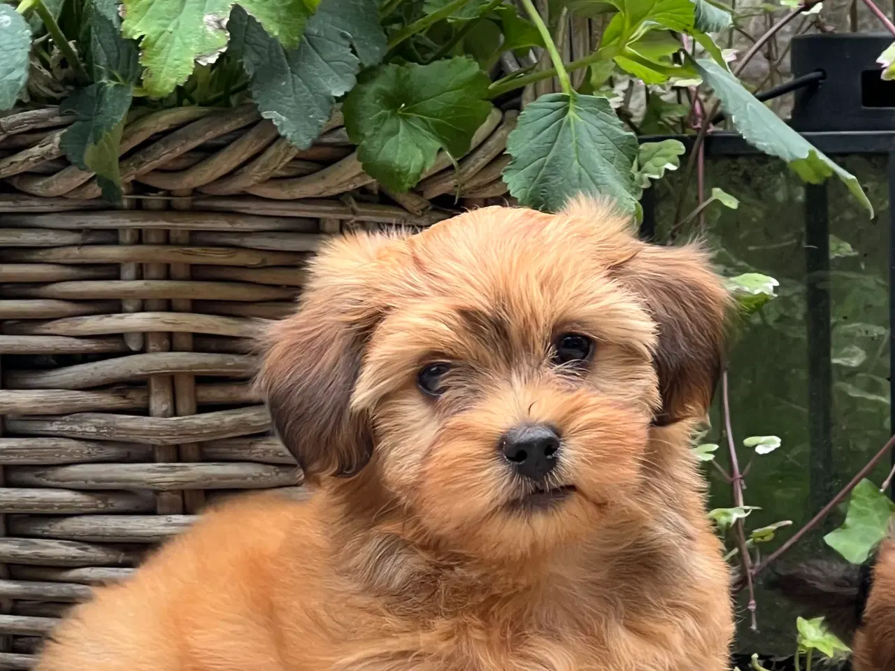 Billede 4 - 🧡Sødeste Hollie 🧡