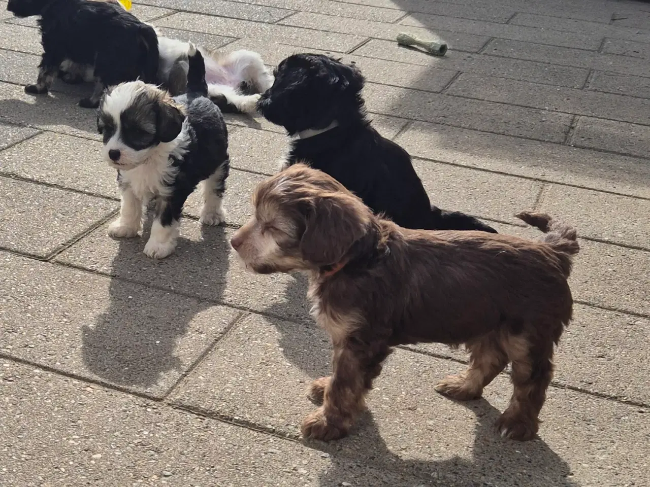 Billede 1 - Hunde hvalpe