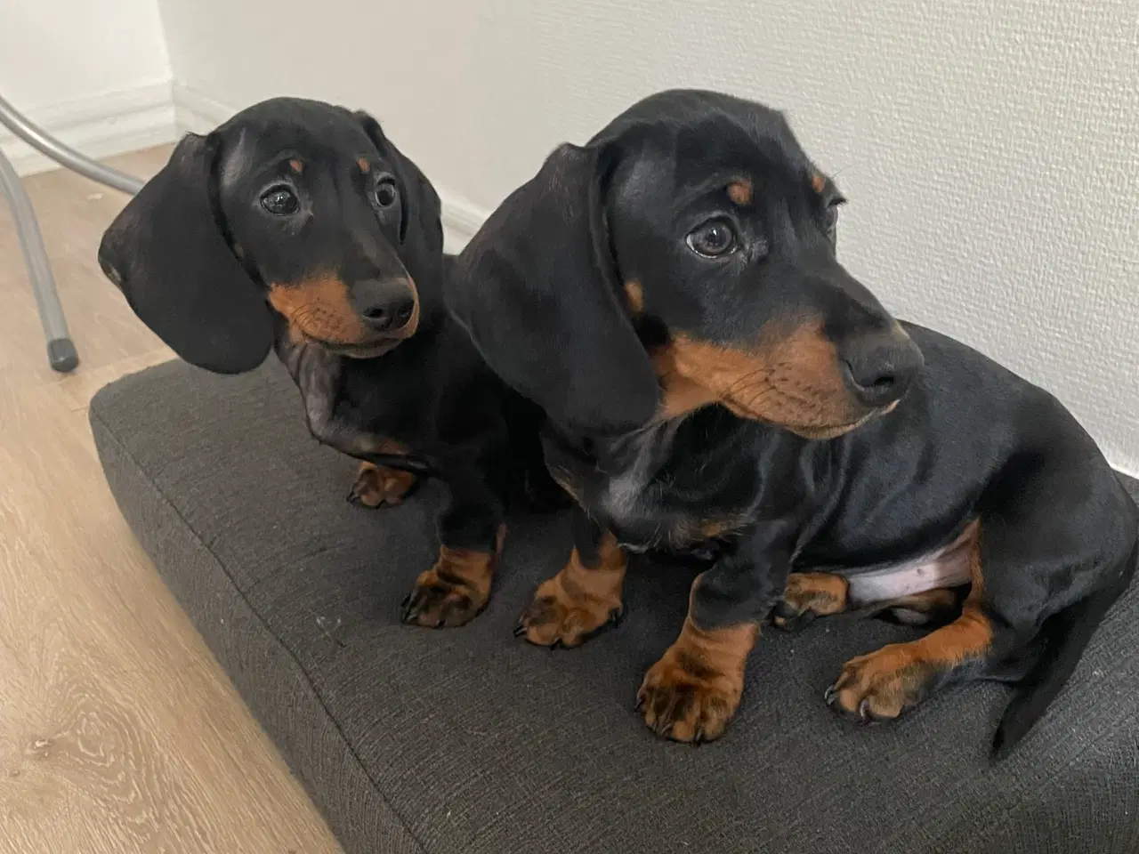 Billede 2 - Gravhund/ Dachshund Hvælpe