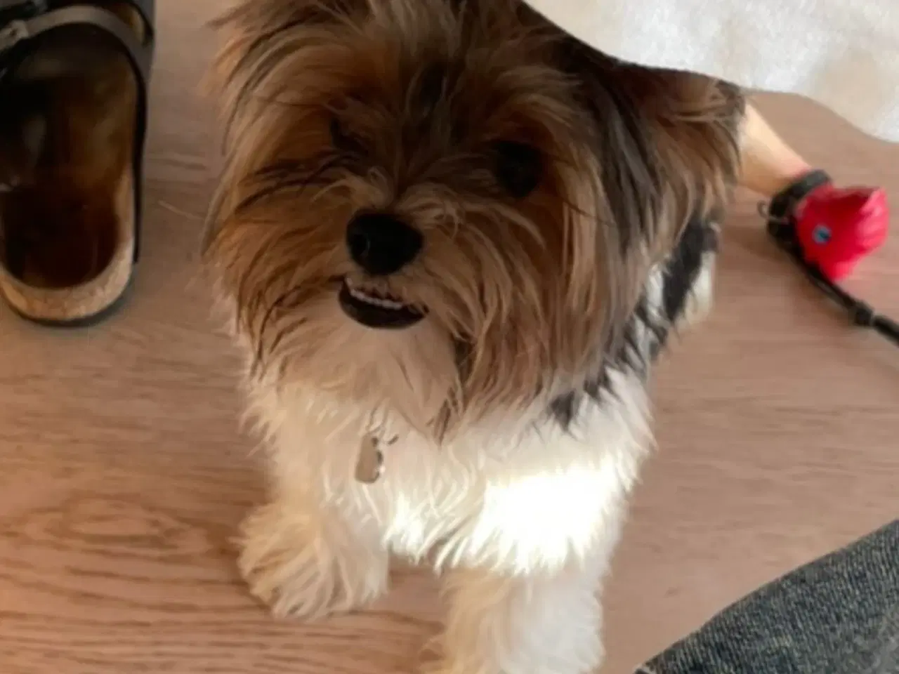 Billede 4 - Biewer Terrier til avl – parring tilbydes