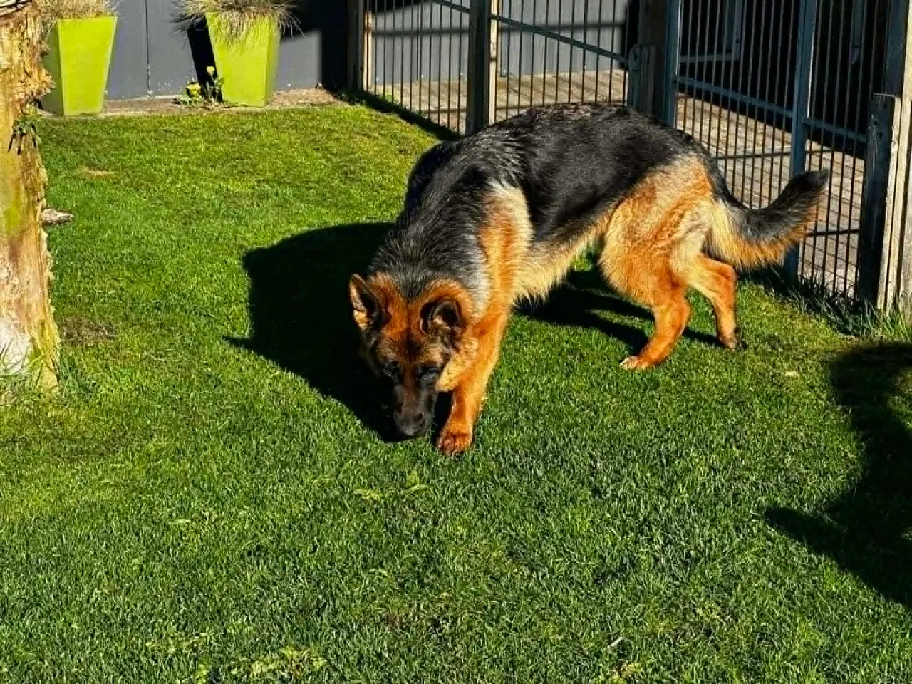 Billede 5 - Skøn schæfertæve på 1 år