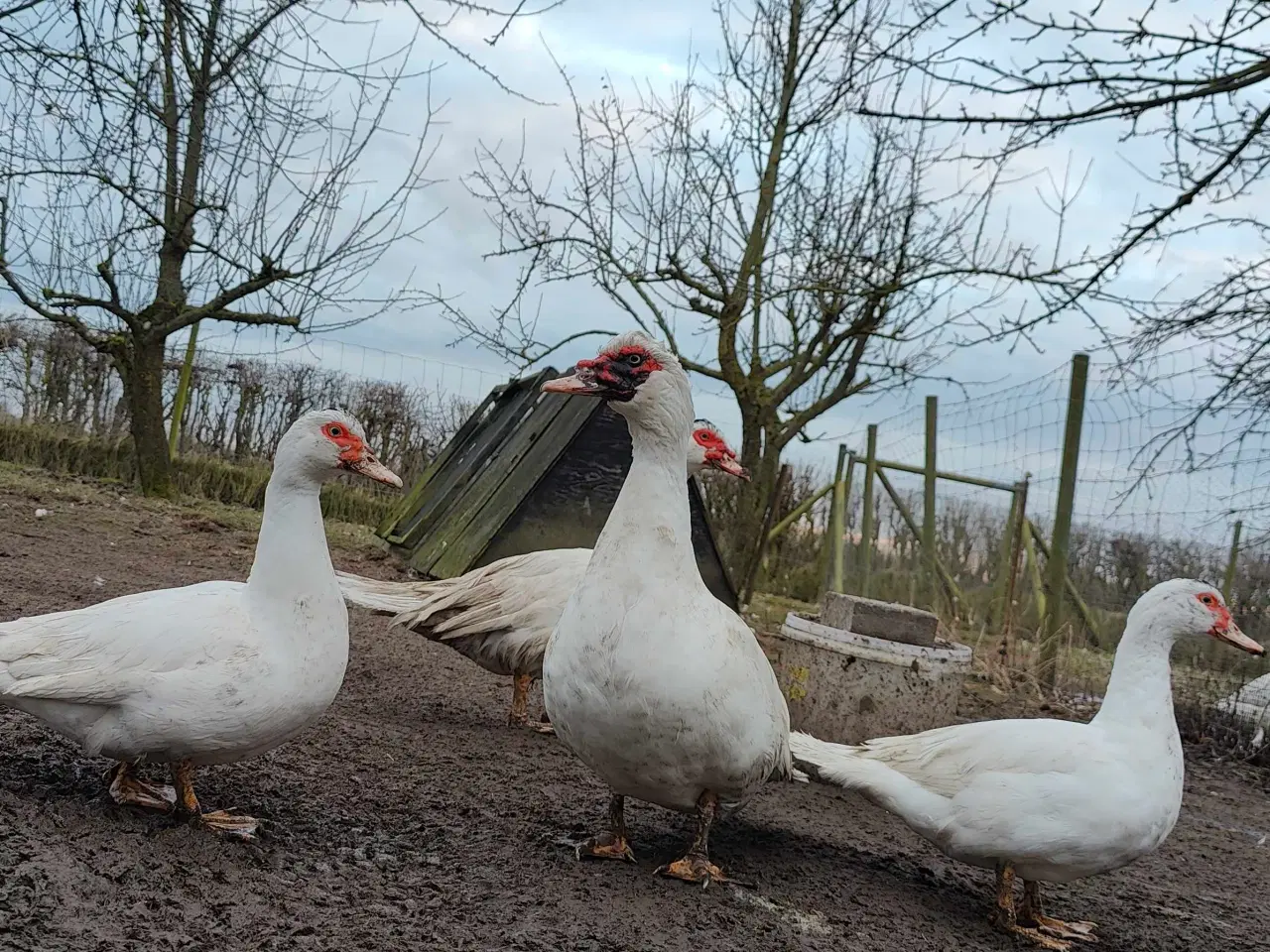 Billede 1 - 5 moskus 3,2 søger nye foderværter