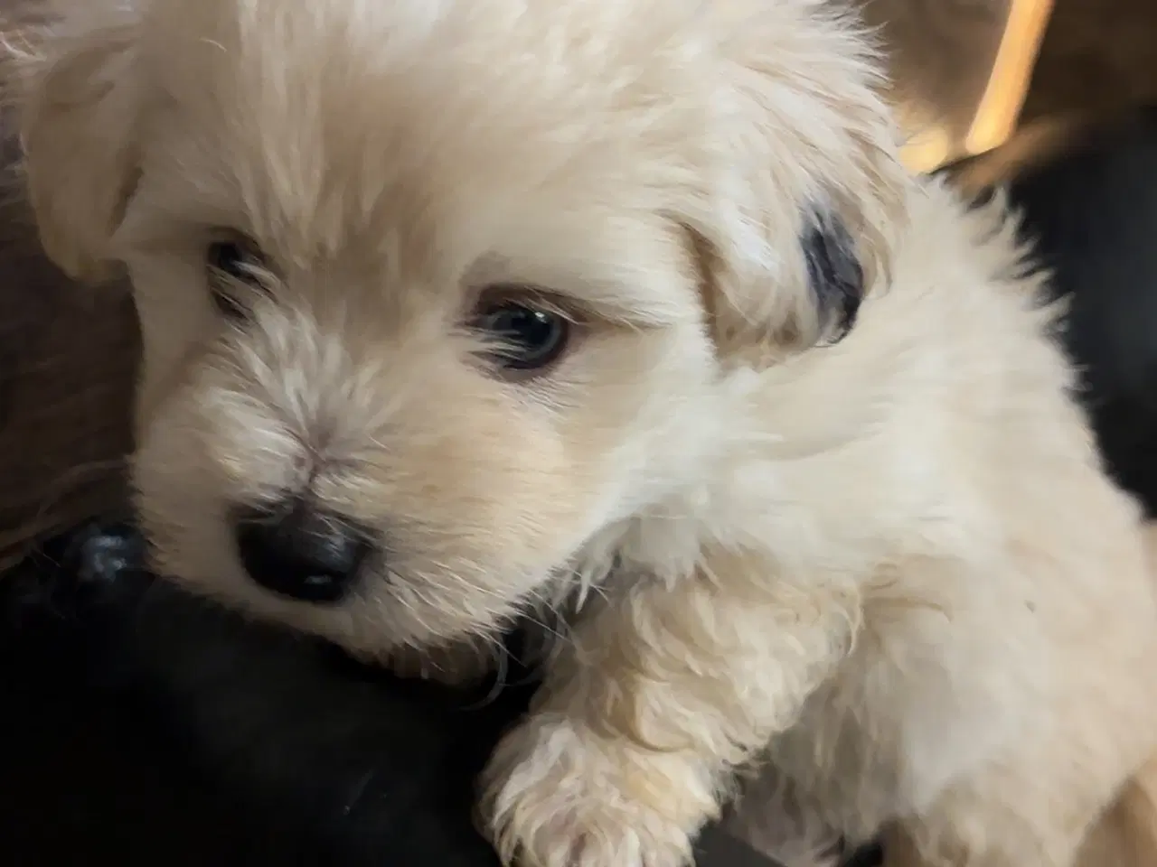 Billede 2 - Westie/malteser