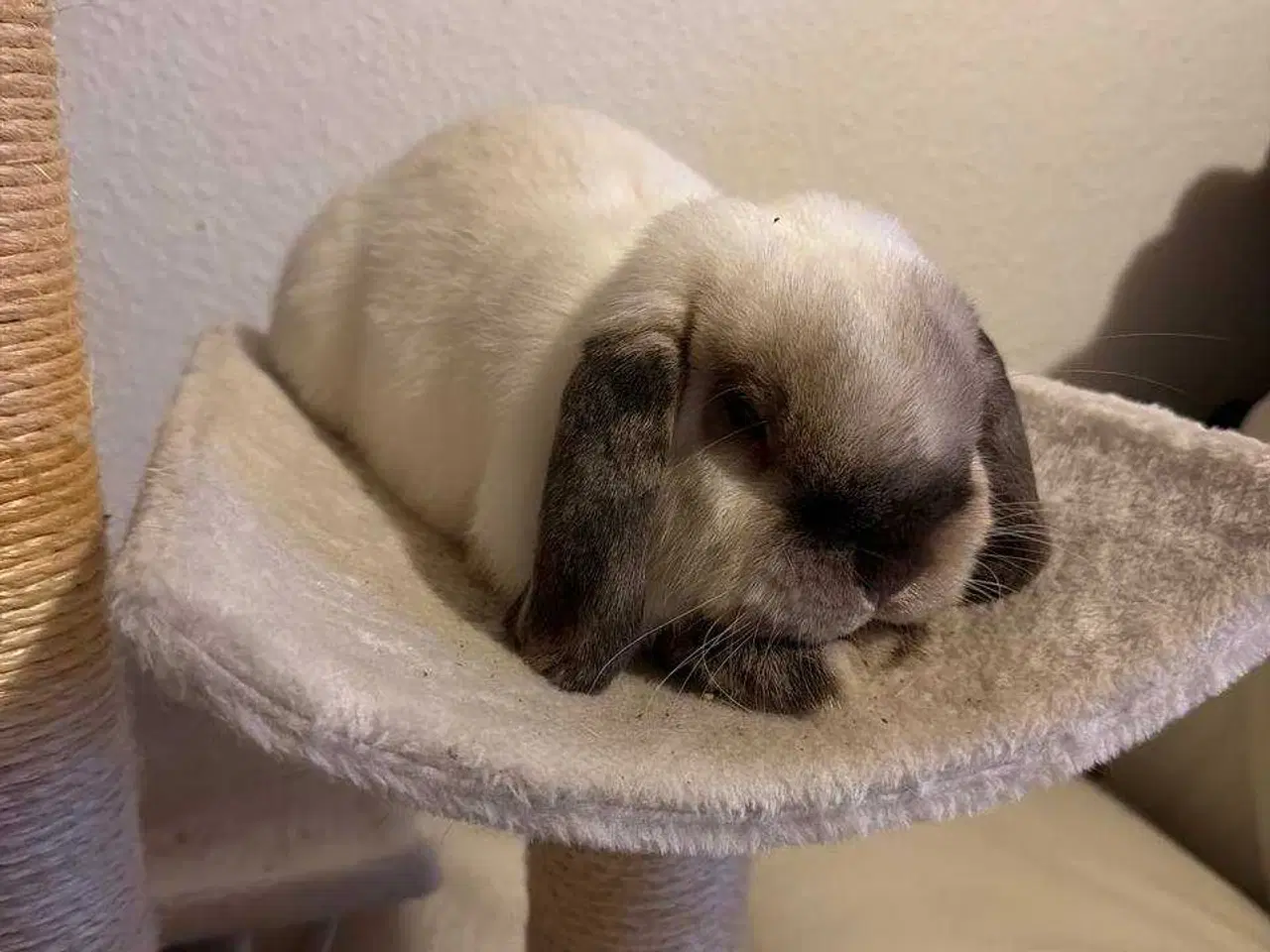 Billede 2 - Kastreret Fri-Kanin 🐇