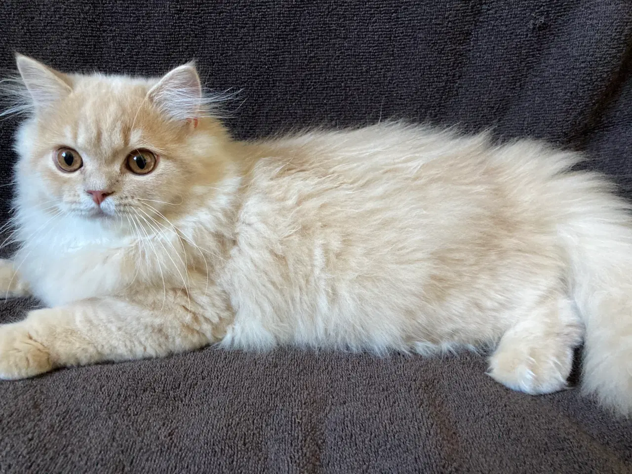Billede 1 - Selkirk rex, langhår