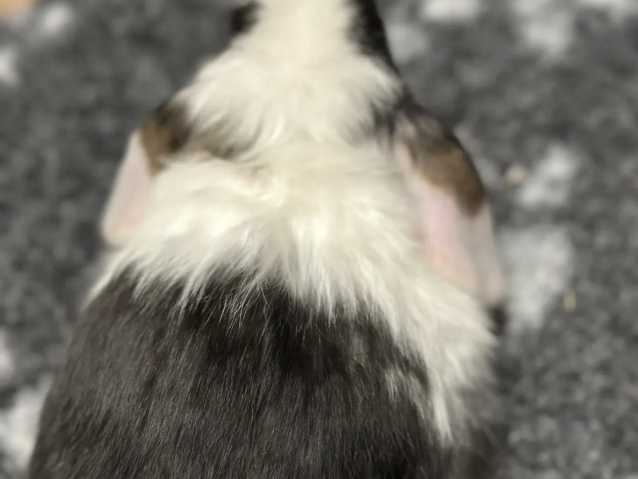 Billede 2 - Minilop hun kaninunge