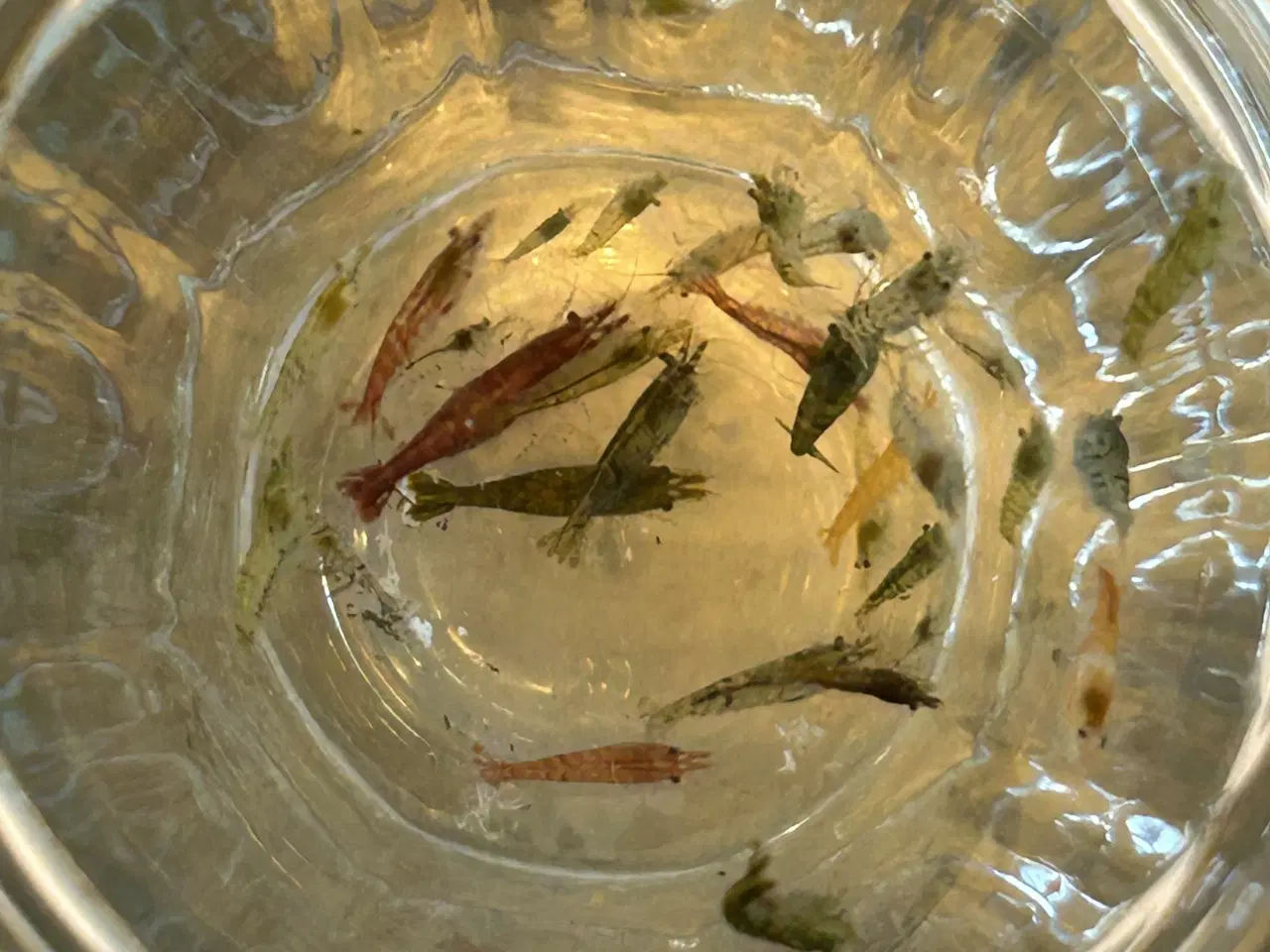 Billede 5 - 🦐 Neocaridina rejer – blandede 5stk | GLS