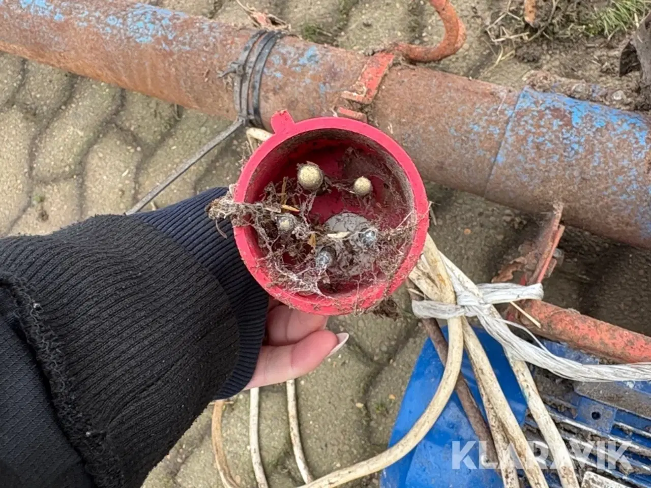 Billede 10 - Kornsnegl