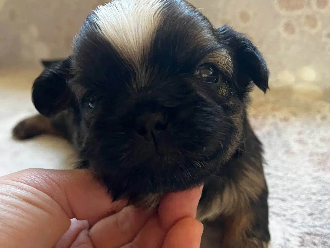 Billede 8 - Shih Tzu hvalpe
