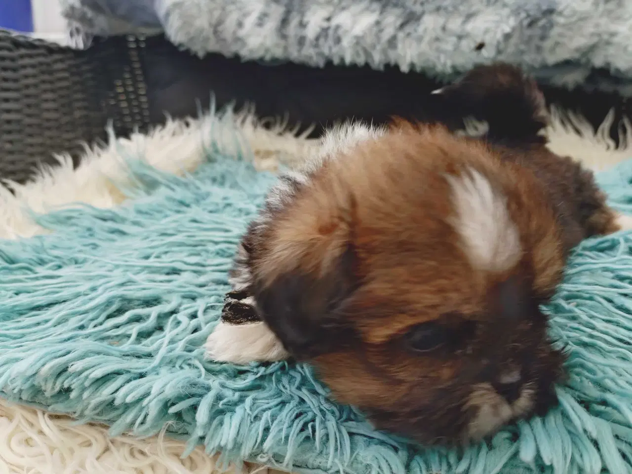 Billede 6 - Lhasa apso med stambog