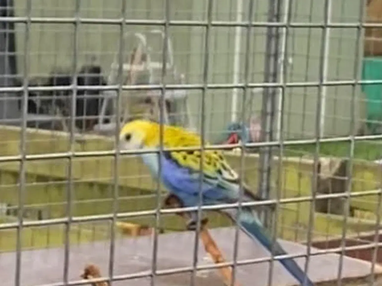 Billede 1 - Blå rosella parakit hanfugl