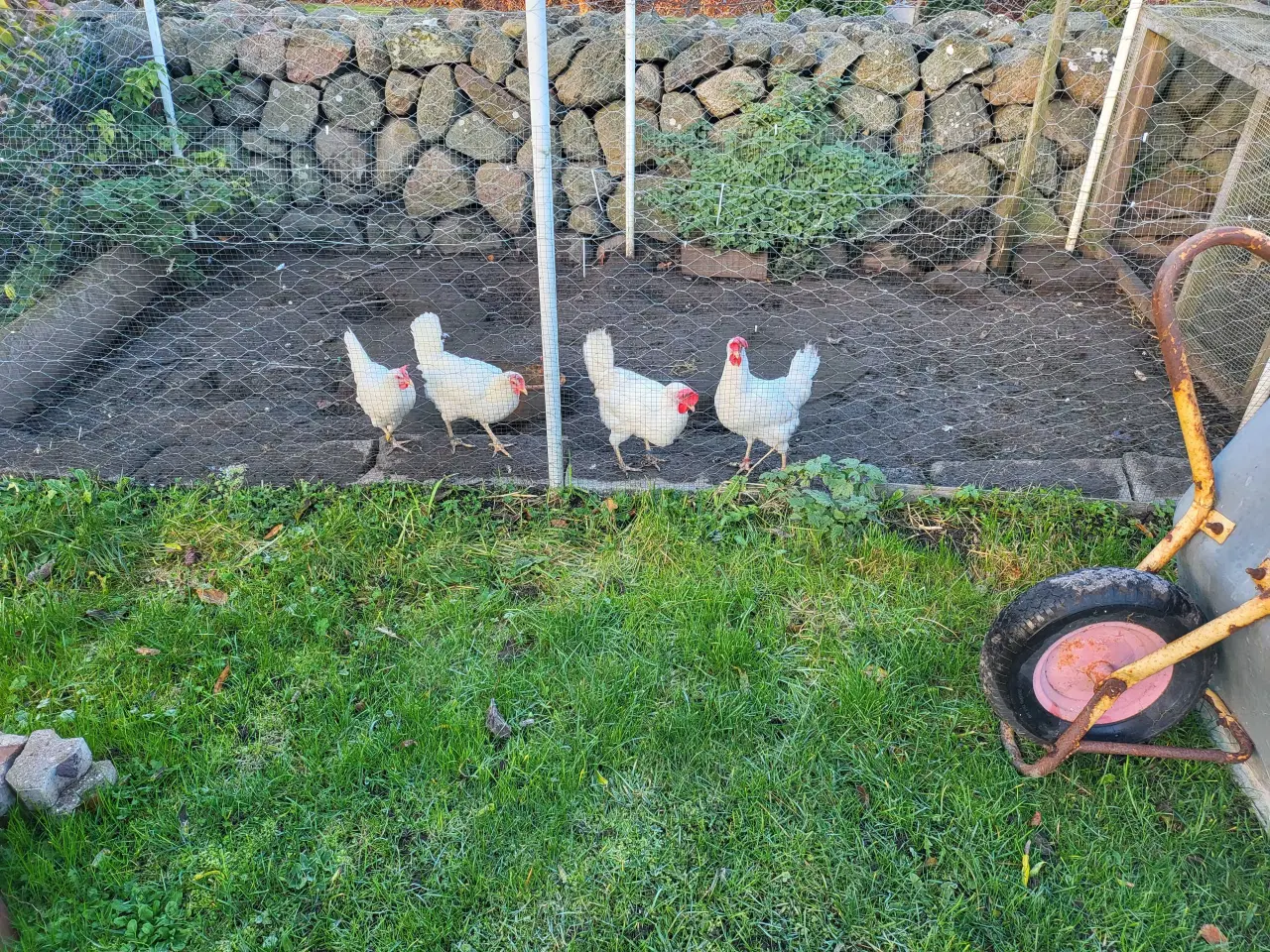 Billede 2 - Høns og hønsehus og hønsegård