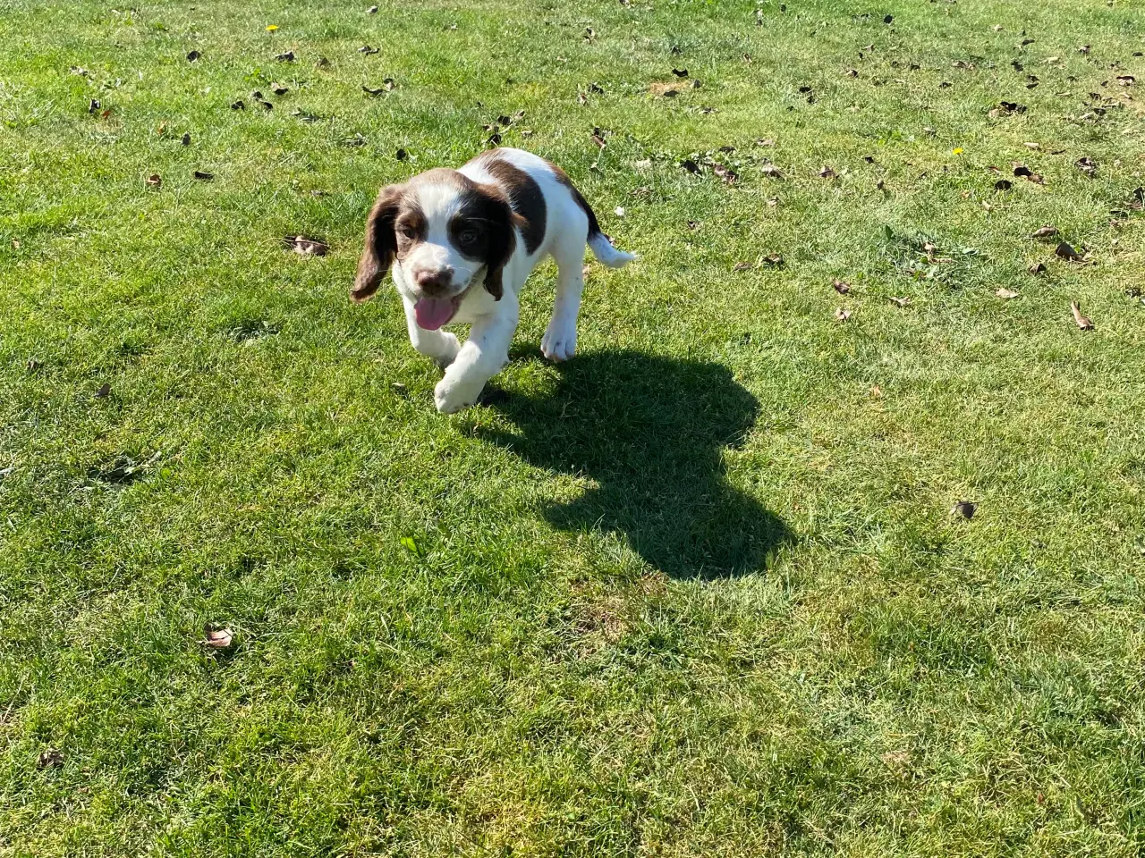 Billede 6 - FT Springer Spaniel - 4 hanner klar til nye hjem