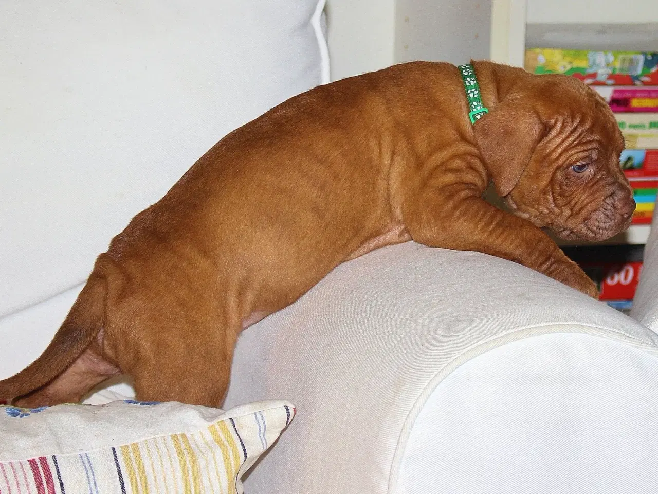 Billede 6 - Smukke fransk mastiff/Dogue de Bordeaux hvalpe 🐾