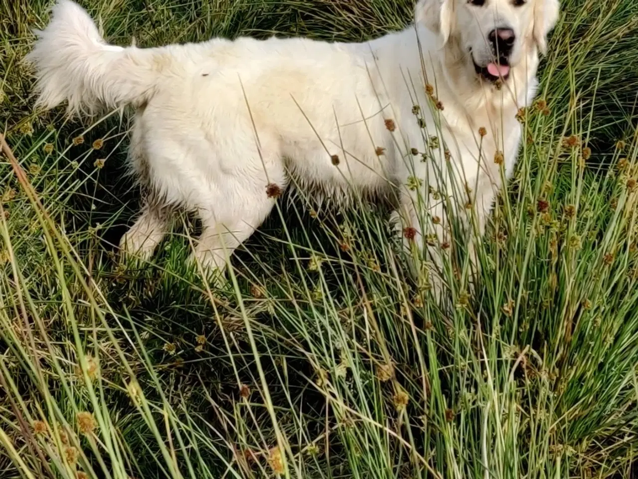 Billede 19 - Golden doodle hvalpe