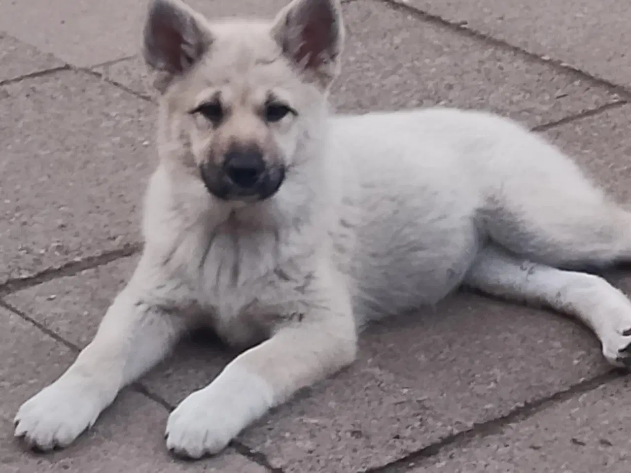 Billede 3 - Husky blandinger 
