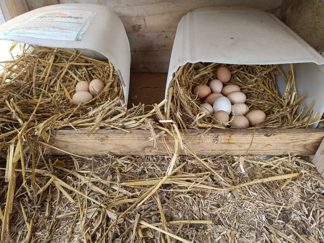 Billede 6 - Skrukhøne med æg- få dine egne nyklækkede kylinger