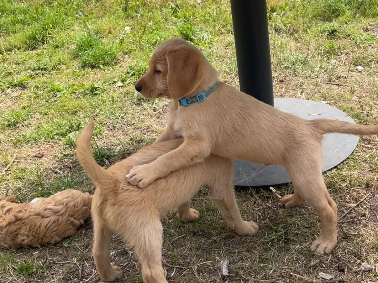 Billede 4 - Salgsklare Labradoddle hvape
