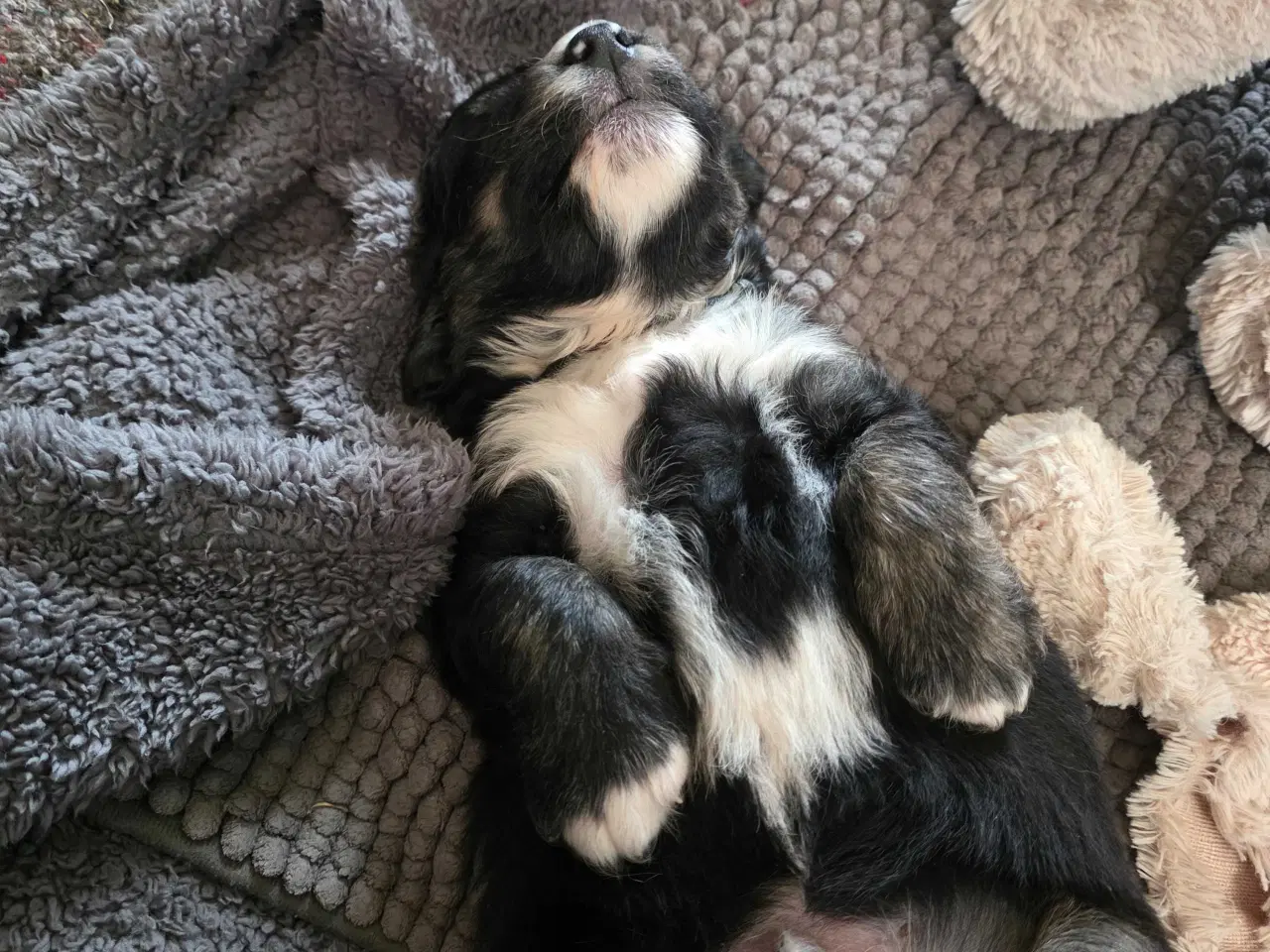 Billede 2 -  blandings hvalpe