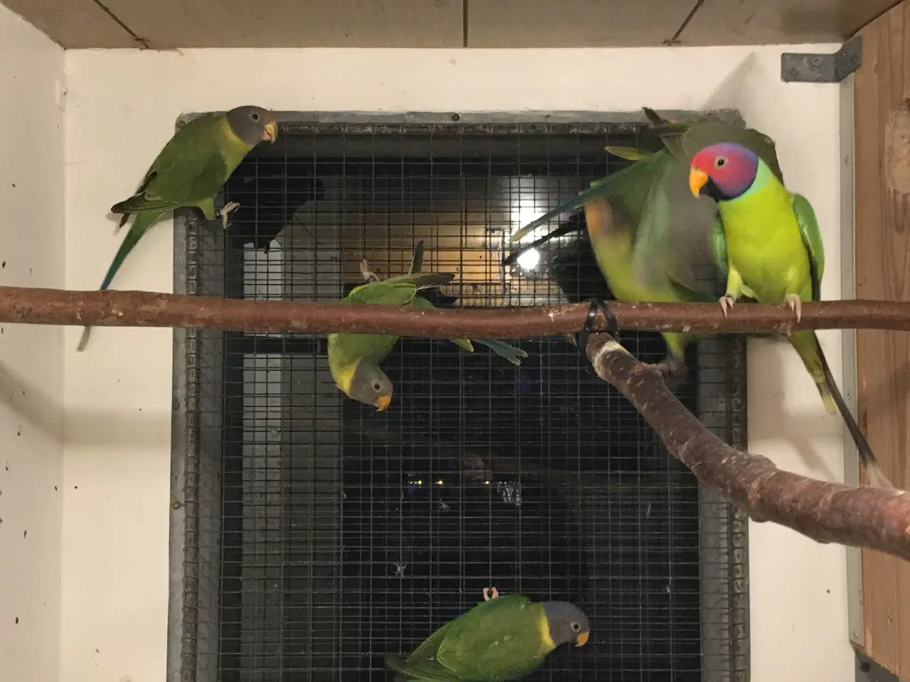 Billede 1 - Blommehovedet parakit