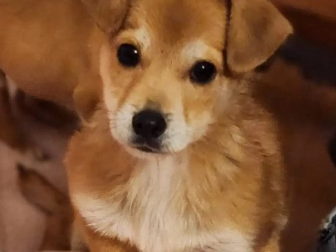 Billede 3 - Patrocle