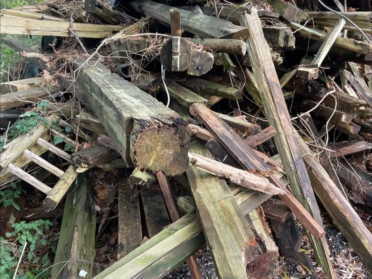 Billede 1 - Gratis træ