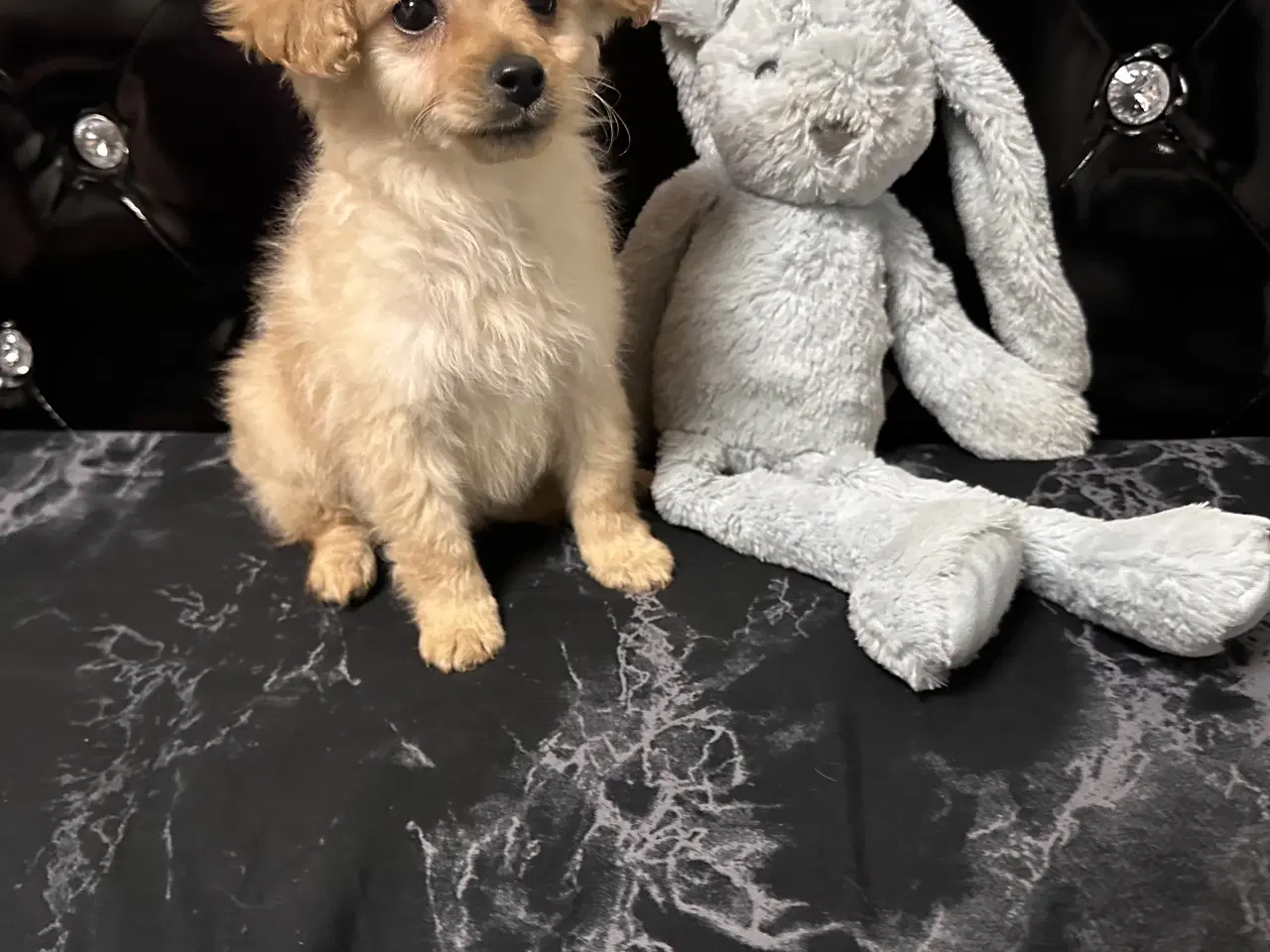 Billede 13 - Cavapoo F2B