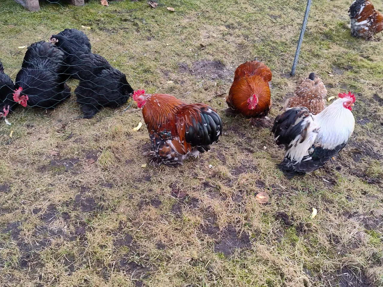 Billede 1 - Kochin dværg Haner