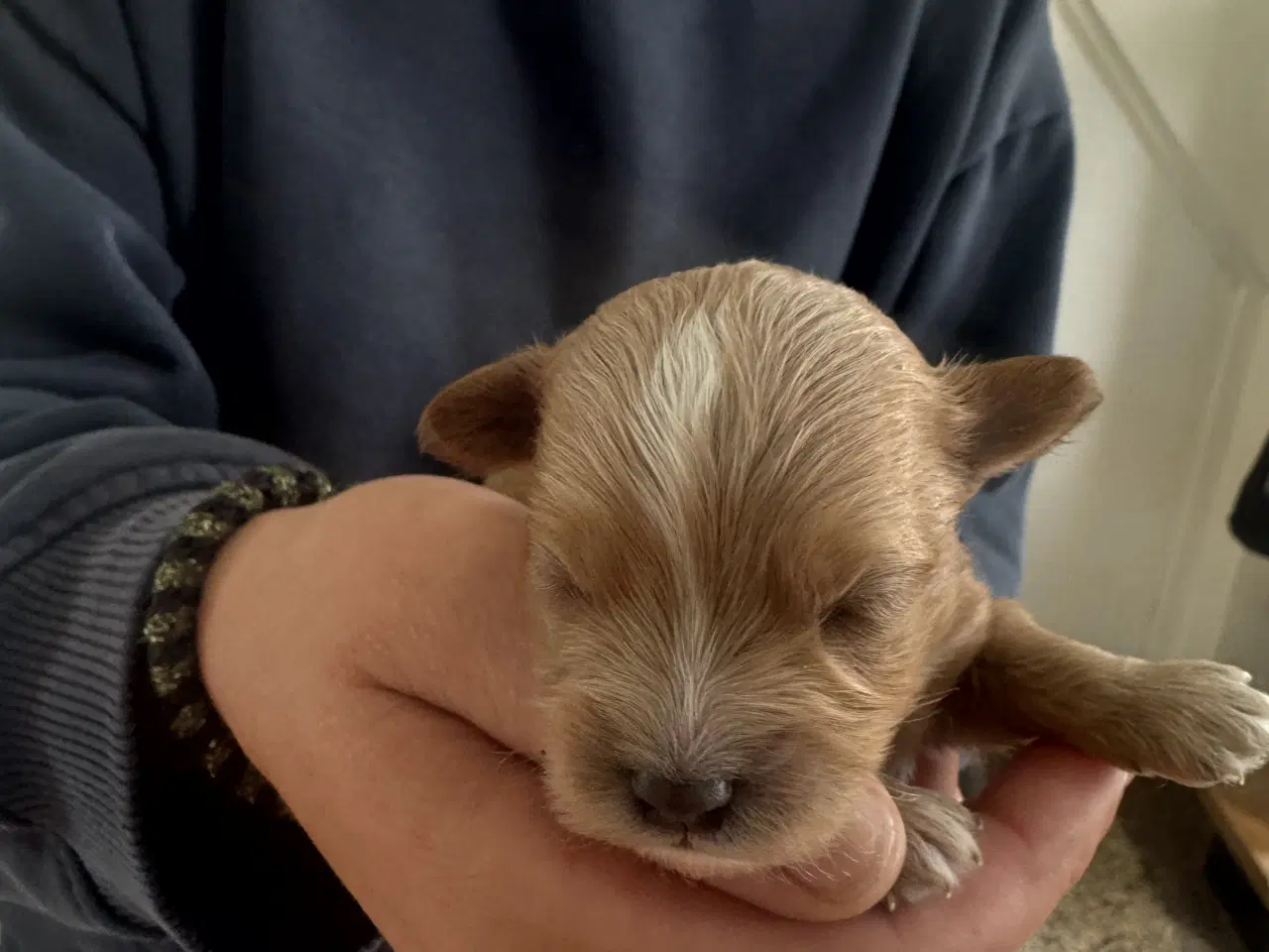 Billede 3 - 🐶Små Maltipoo hvalpe til salg🐶