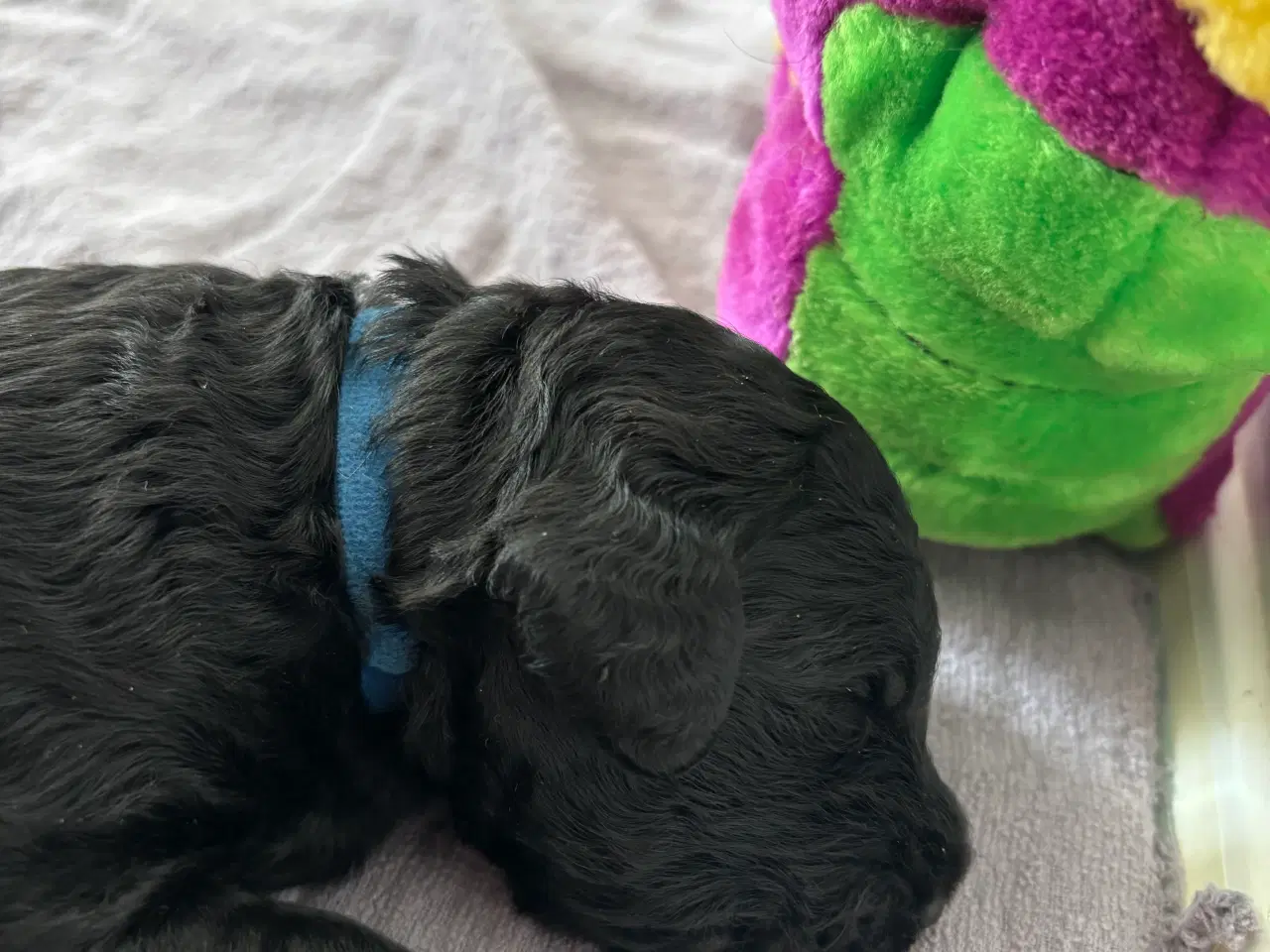 Billede 9 - Labradoodle goldendoodle doodle hvalpe 