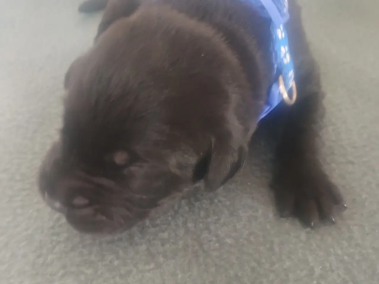 Billede 2 - Labrador hvalpe