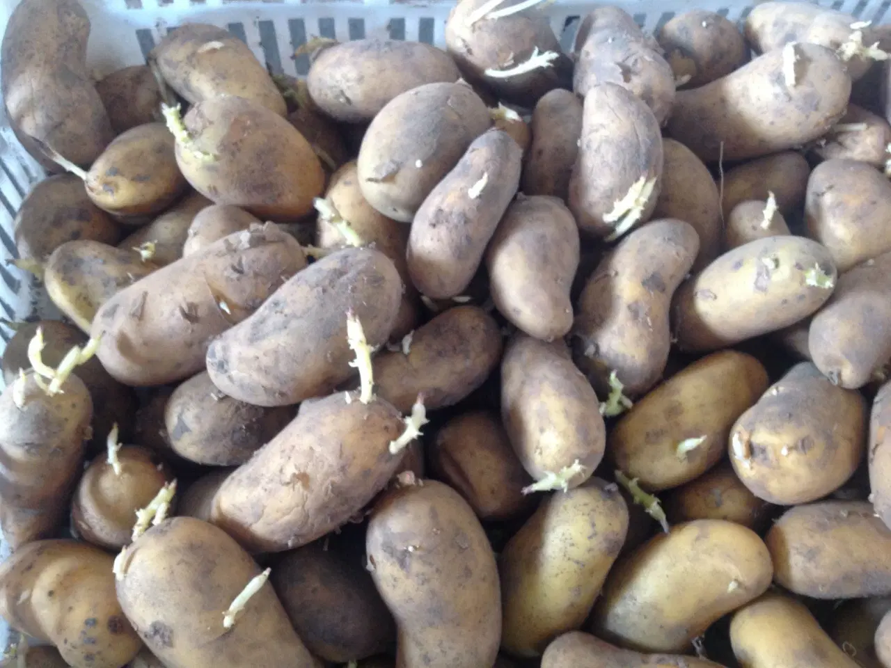 Billede 3 - Læggekartofler 6,5 kr pr. Kilo