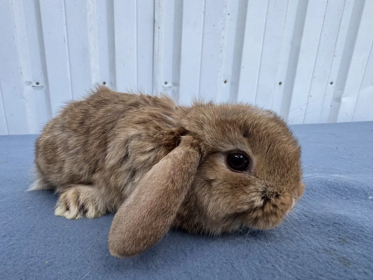 Billede 3 - Dværgvædder hankanin