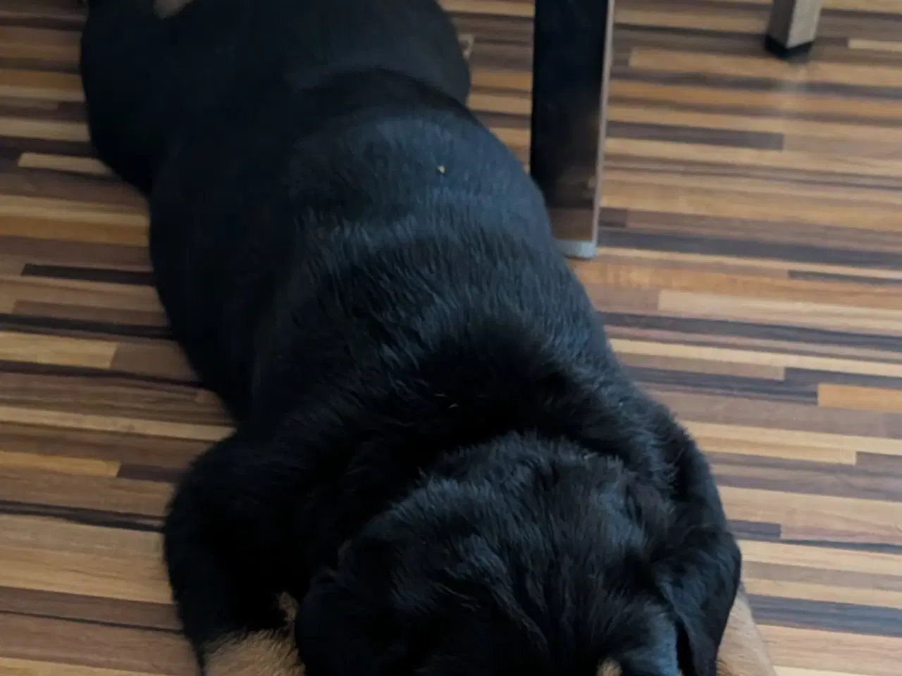 Billede 2 - Labweiler