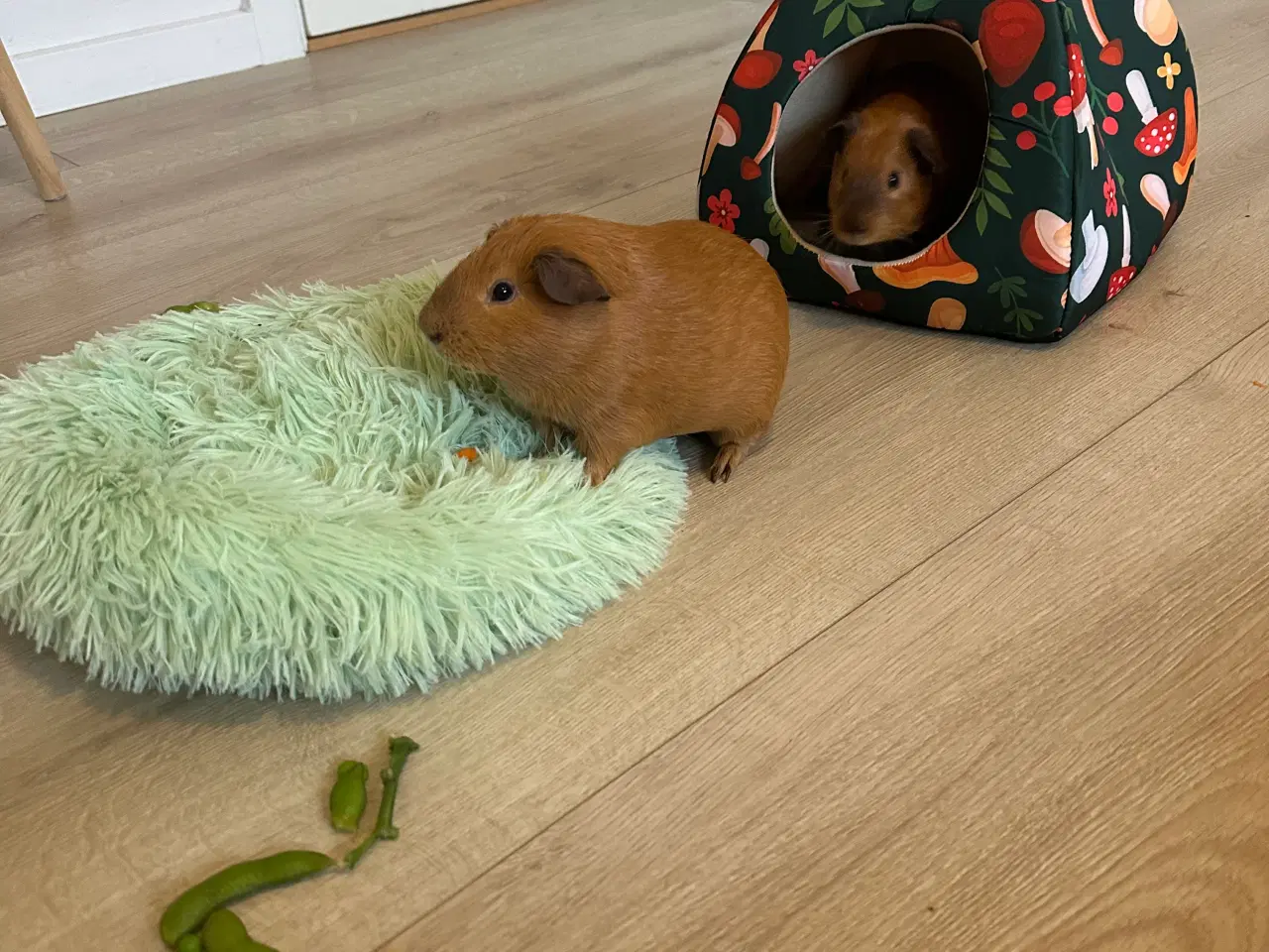 Billede 9 - To søde han marsvin søger nyt hjem