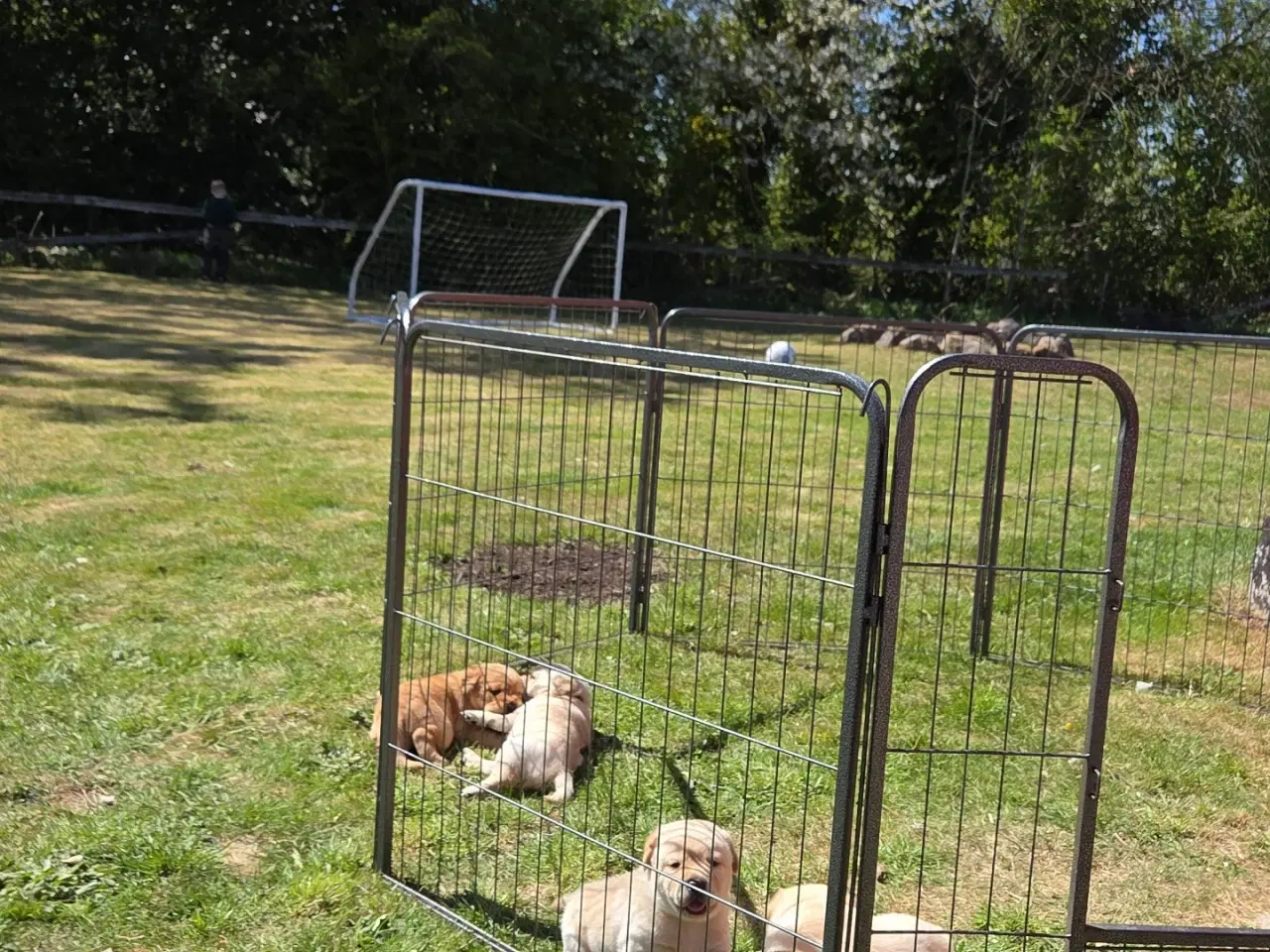 Billede 15 - Blandings Hvalpe 3/4 labrador 1/4 chow chow