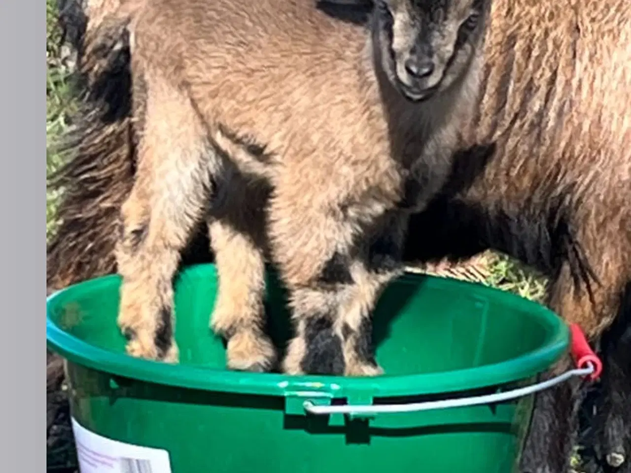 Billede 1 - Gimmer kid