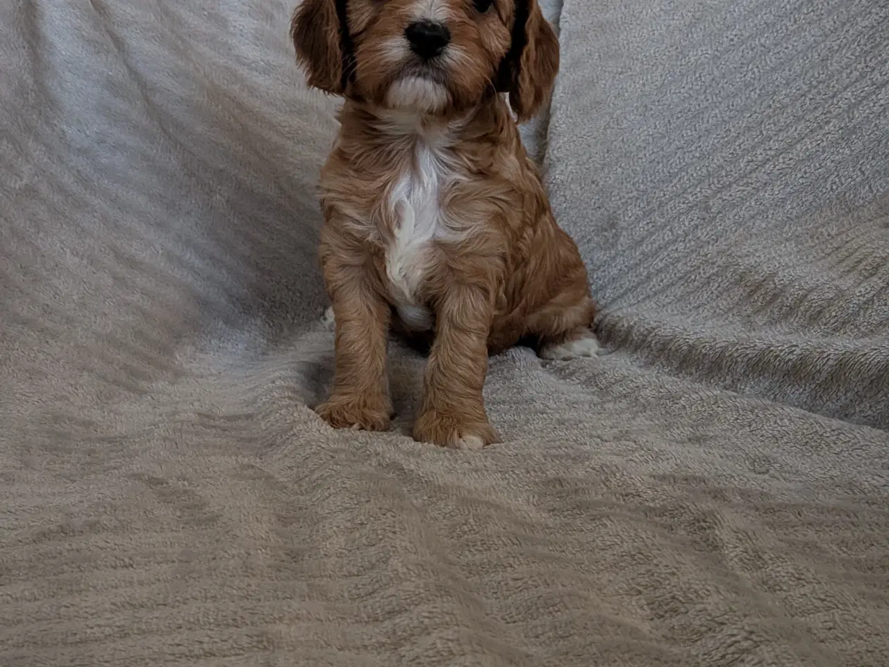 Billede 8 - Cavapoo hvalpe søger kærlige hjem - Cava/Toypuddel