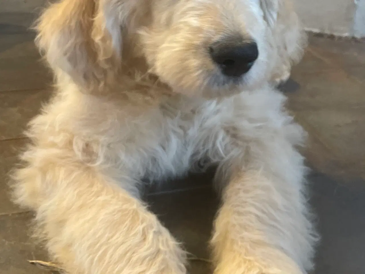 Billede 7 - Goldendoodle-HVALPE