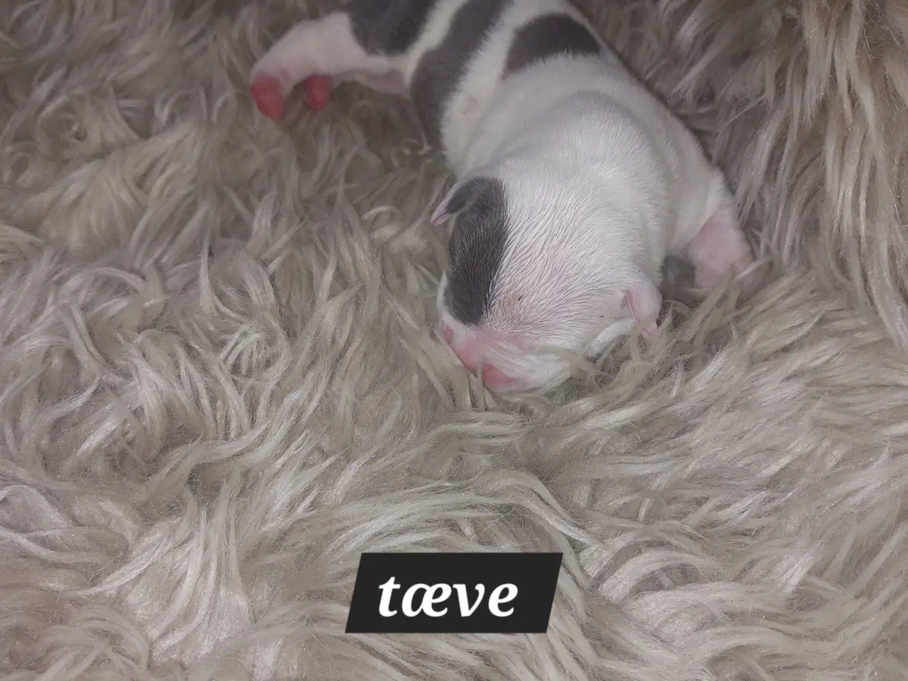 Billede 10 - American bully hvalpe 
