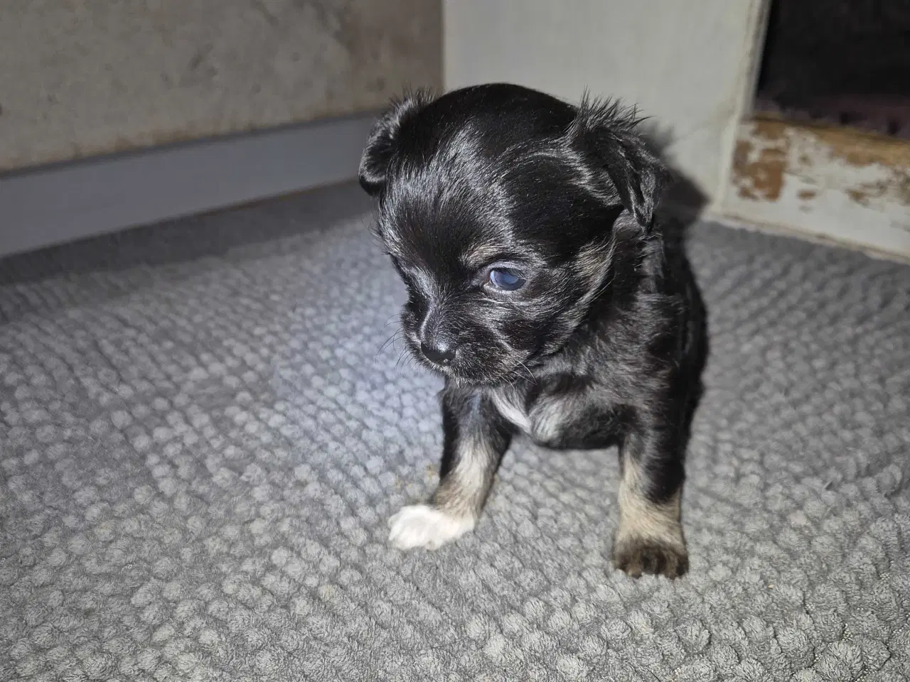 Billede 2 - Langhåret chihuahua 